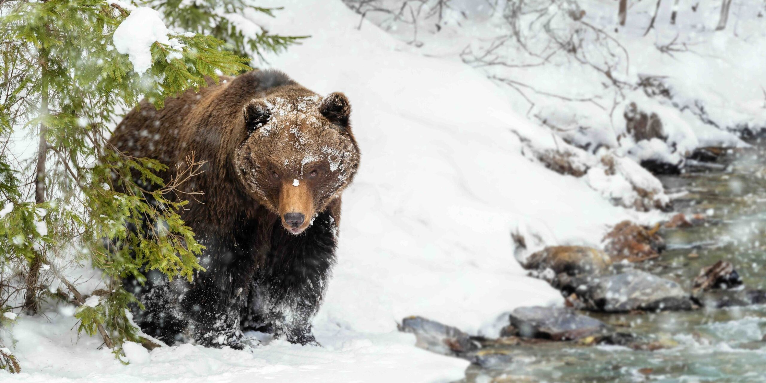 Kwaan Bear in Snow - Resilience and Strength